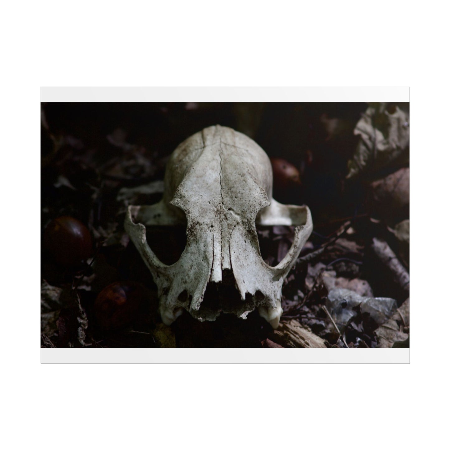 Animal Skull Photography Poster
