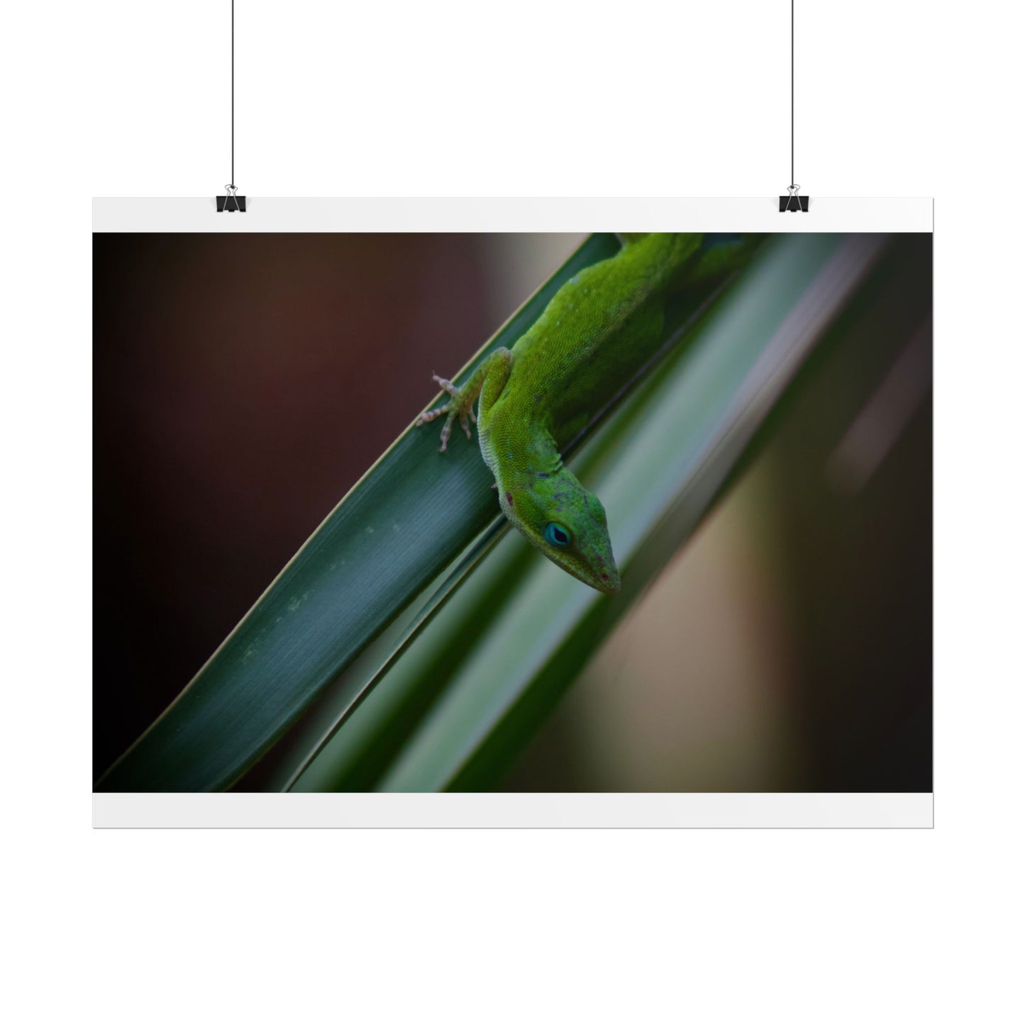 Green Anole Photography Poster