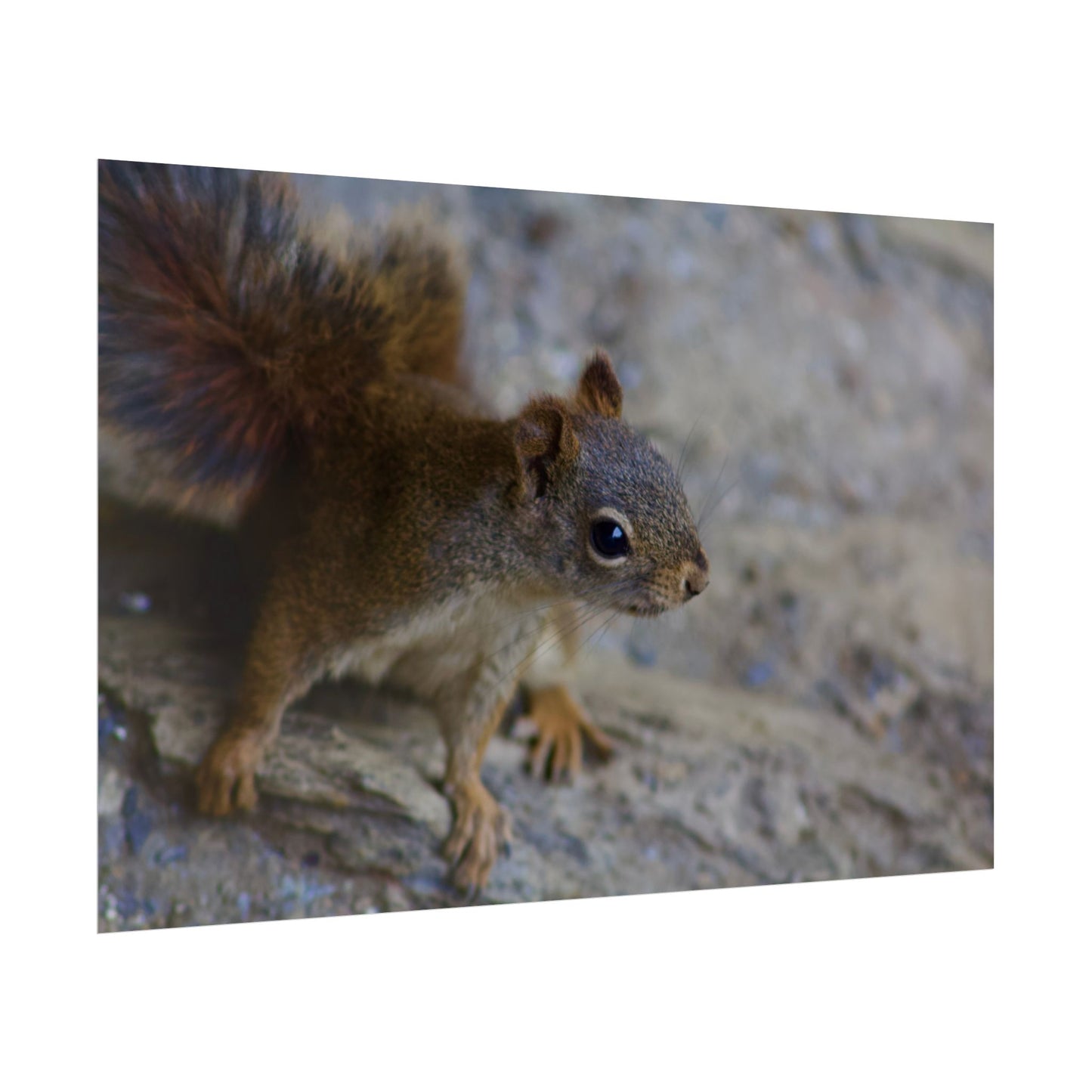 Squirrel Photography Poster