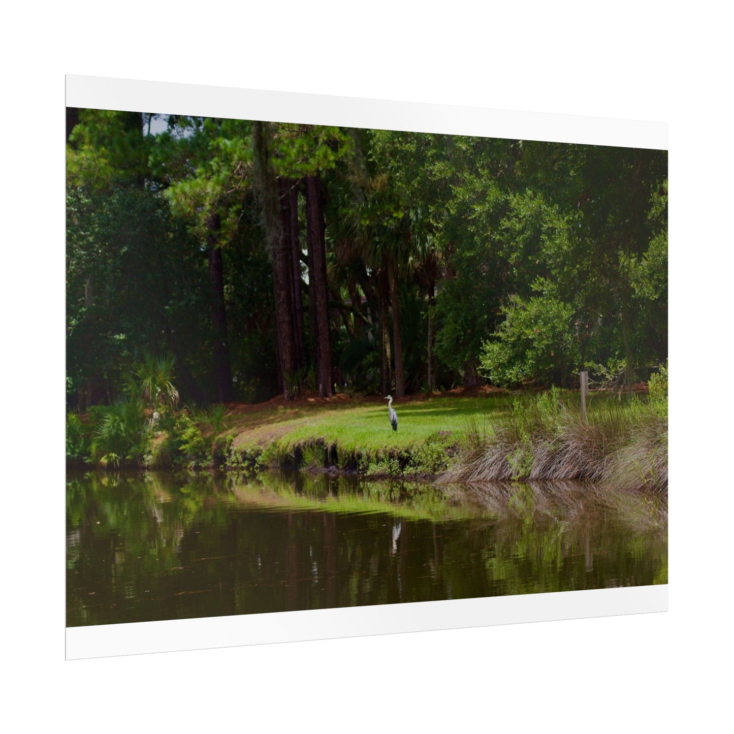 Tropical Photography Poster