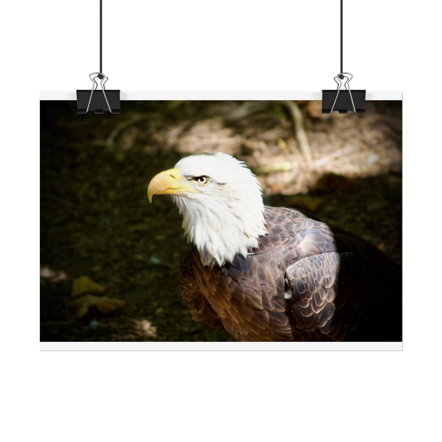 Eagle Photography Poster