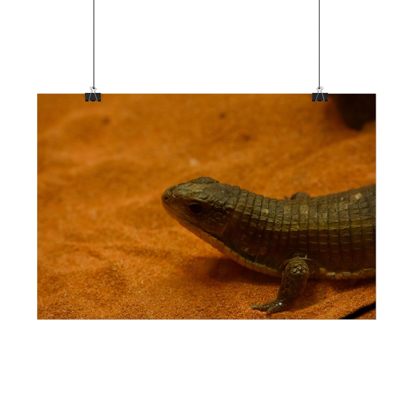 Lizard Photography Poster