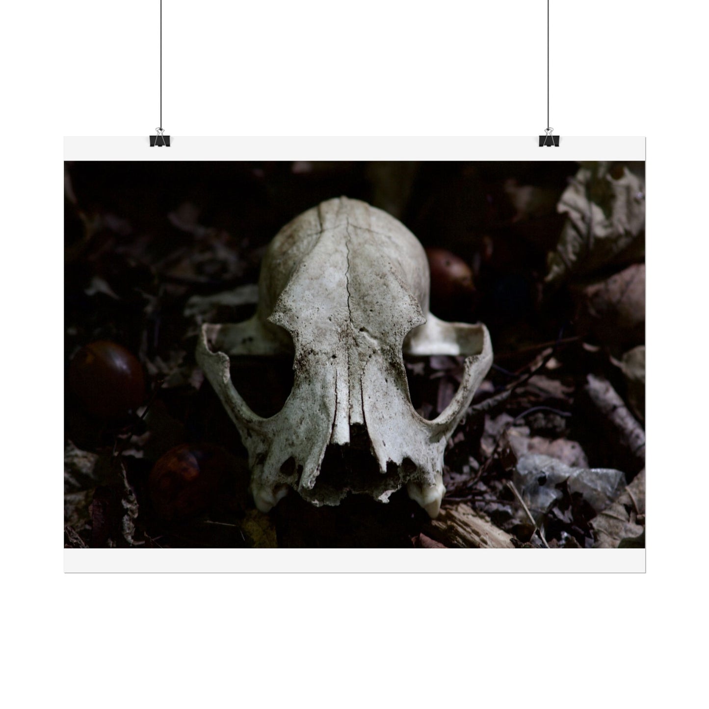 Animal Skull Photography Poster