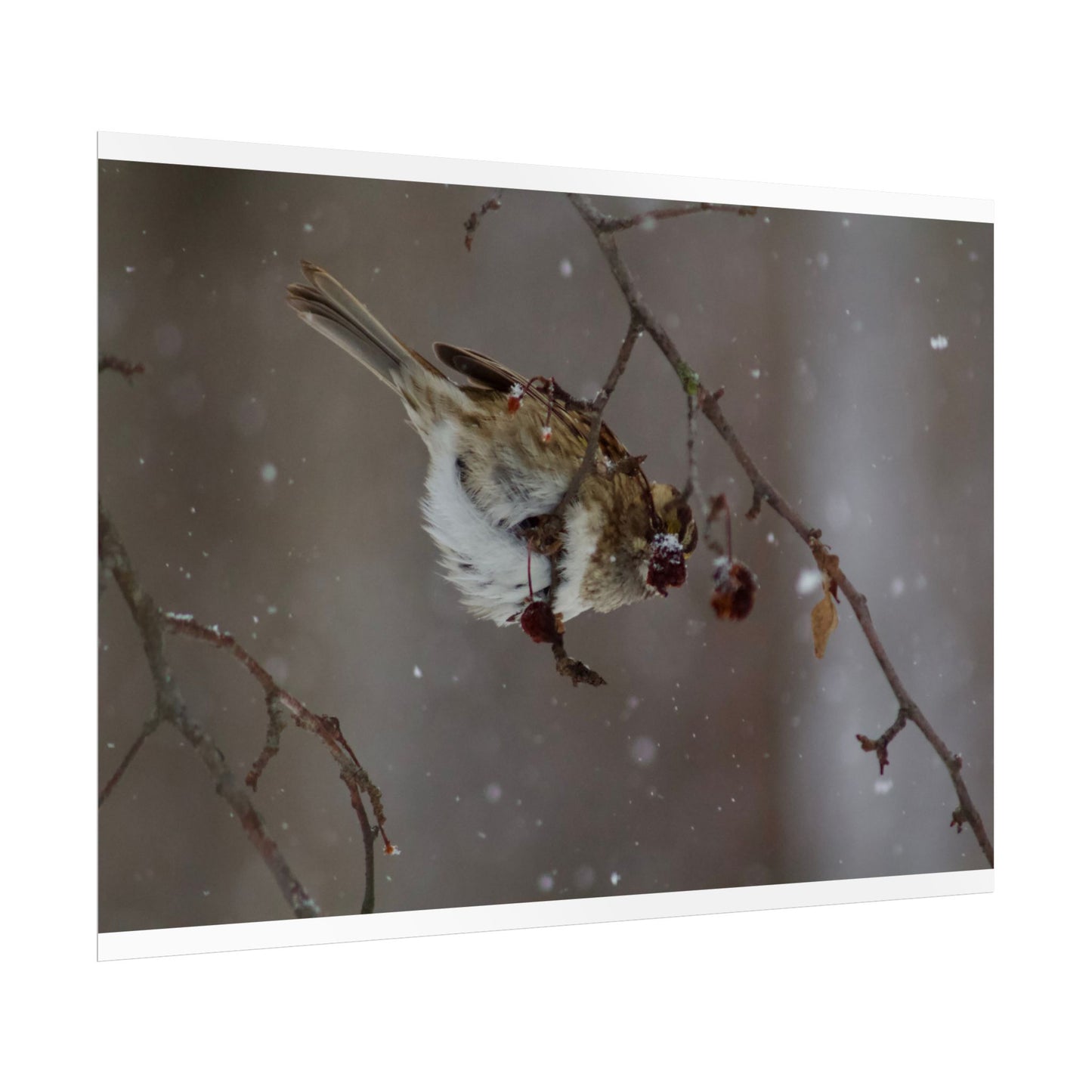 Winter Bird Photography Poster