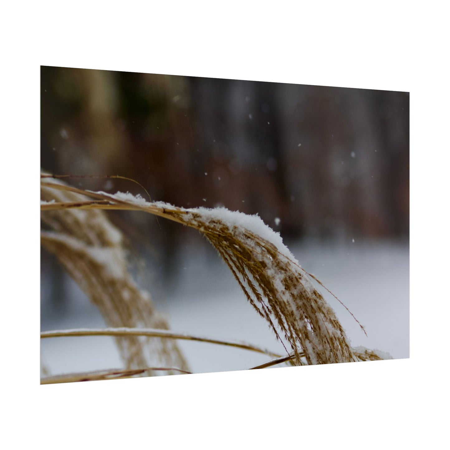 Winter Scene Photography Poster