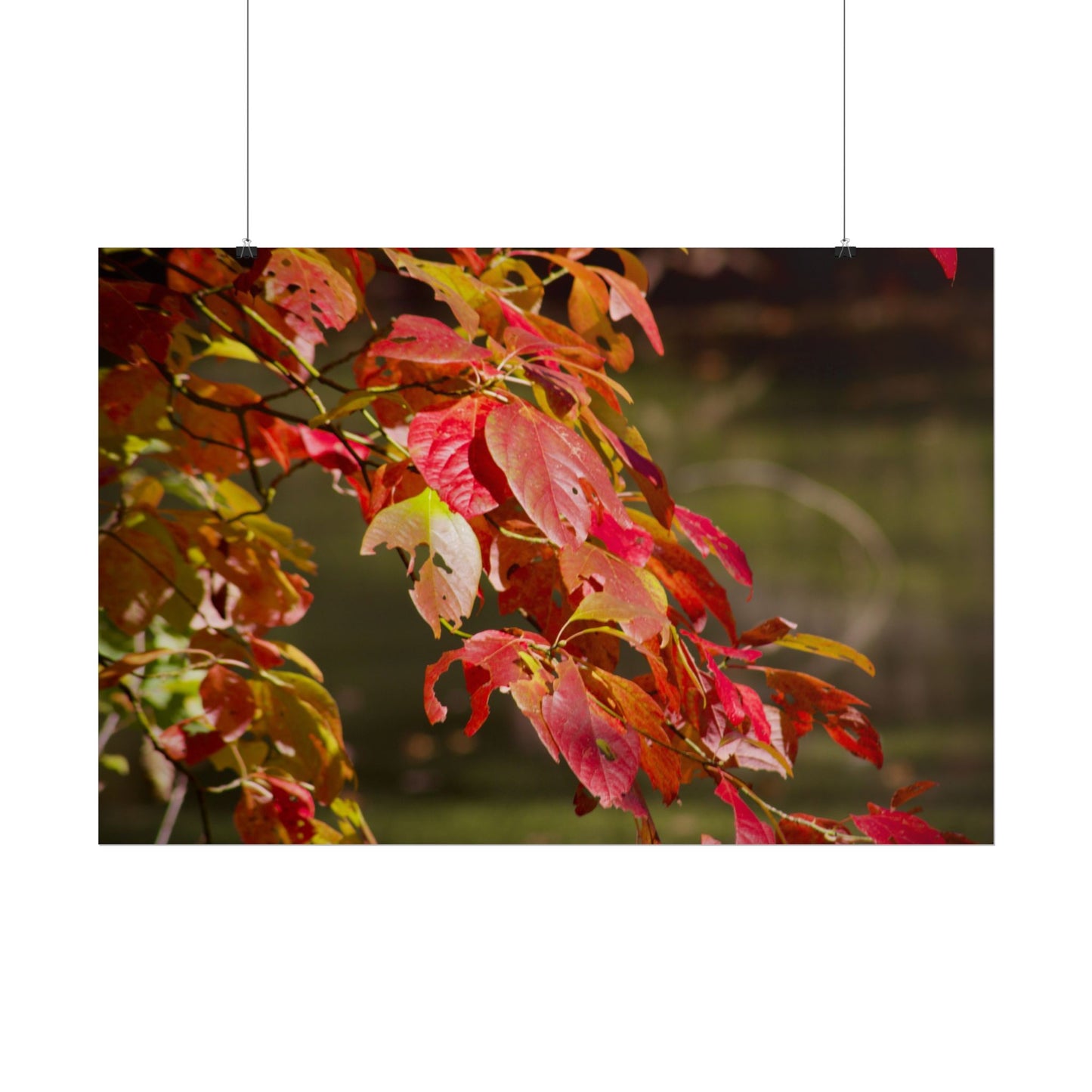 Autumn Tree Photography Poster