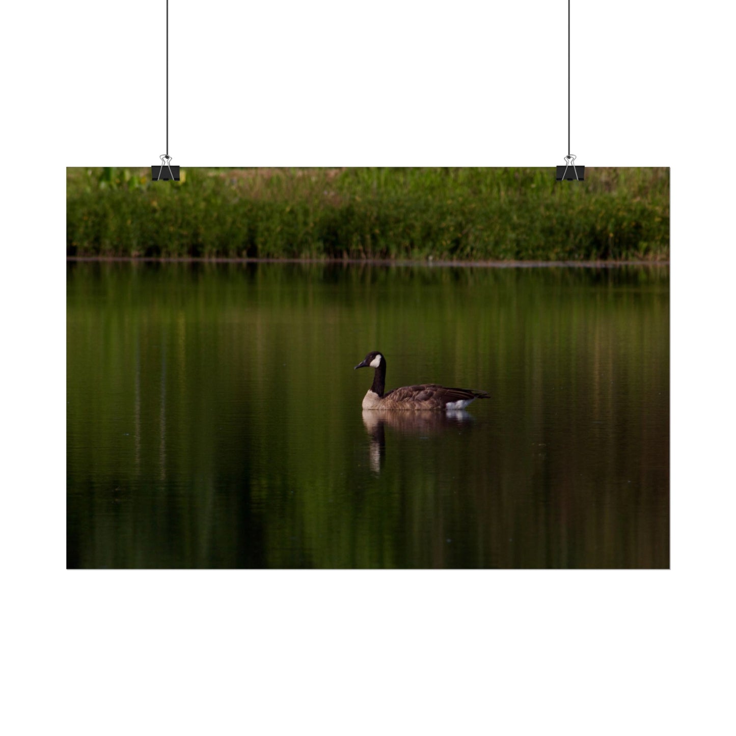 Goose Photography Poster