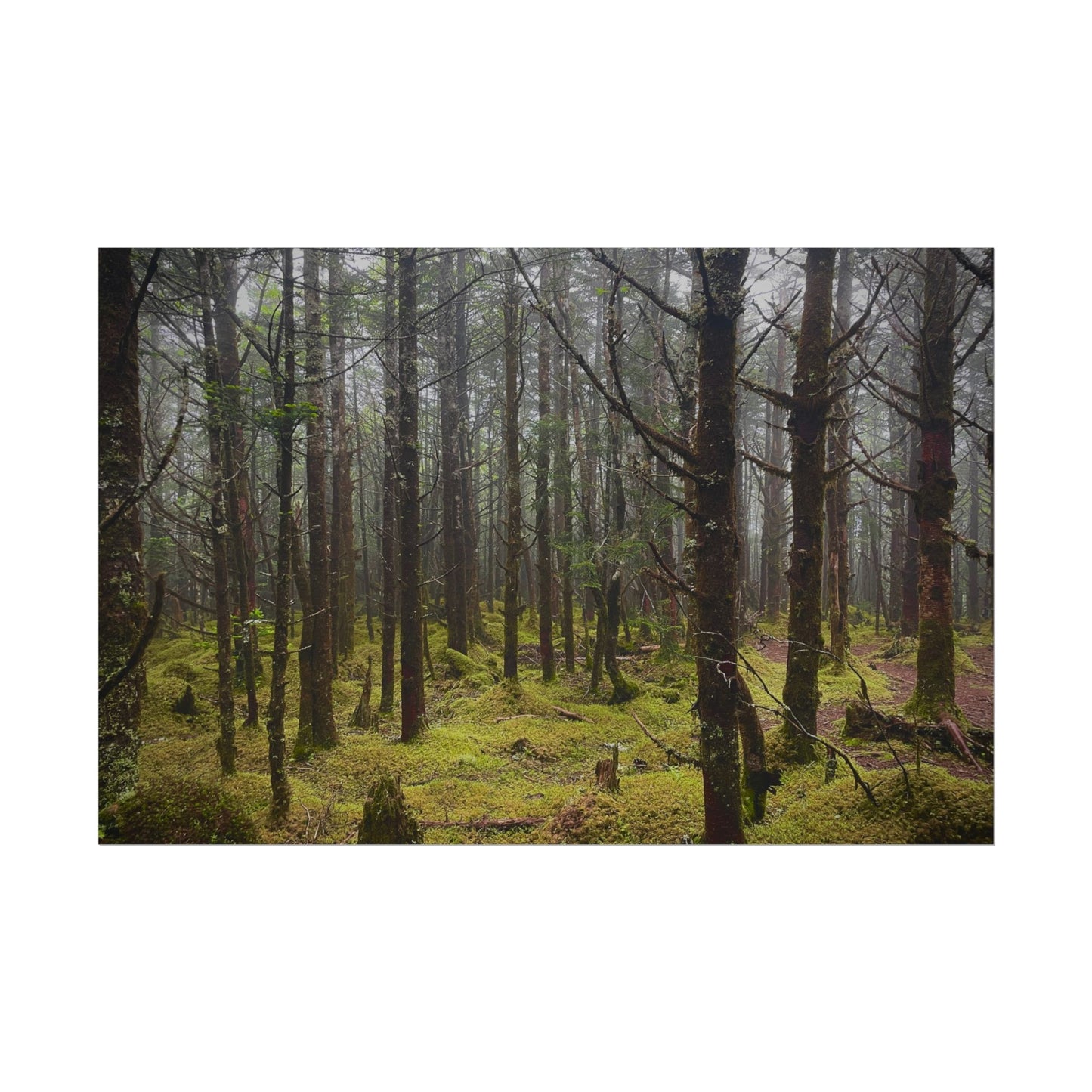 Foggy Forest Photography Poster