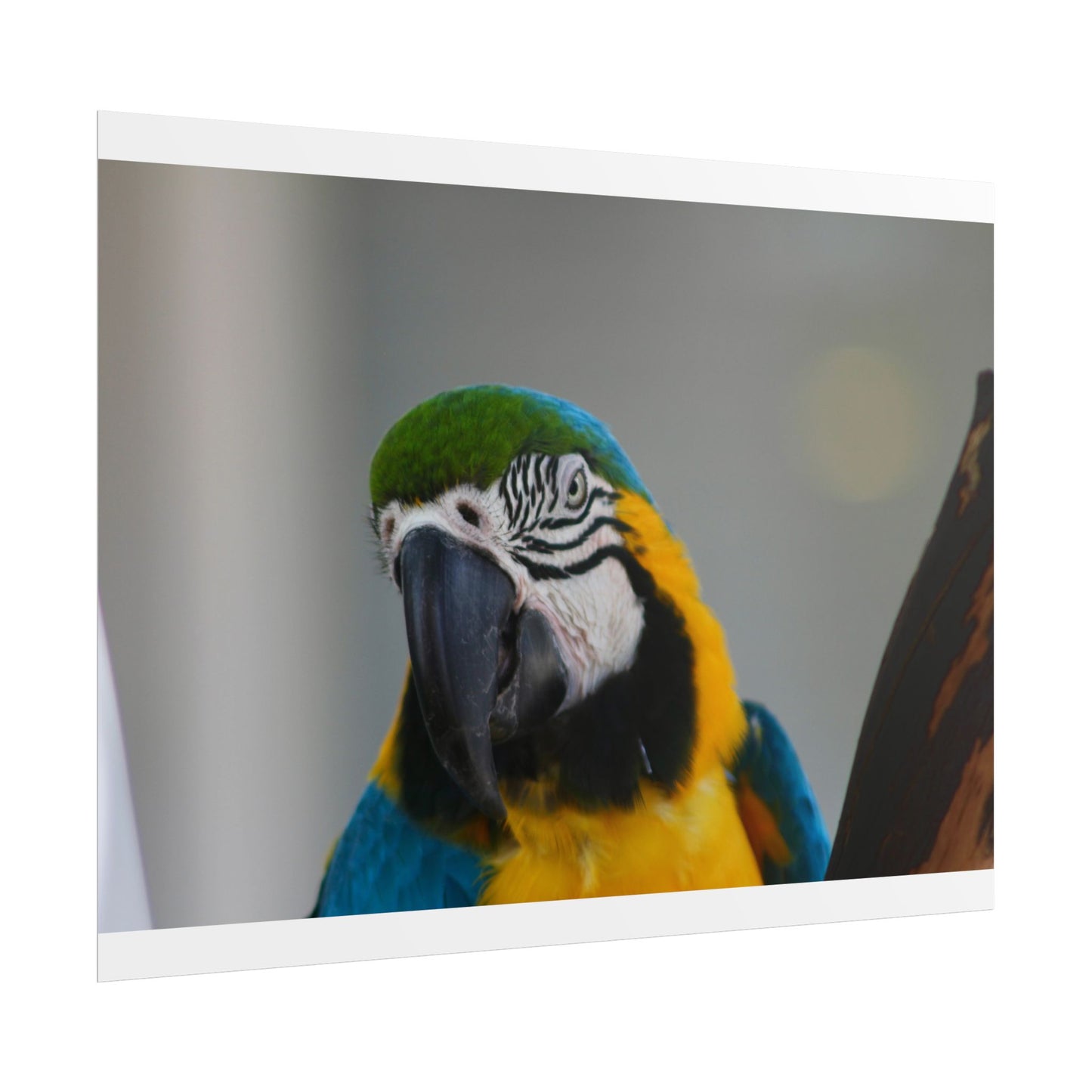 Parrot Photography Poster