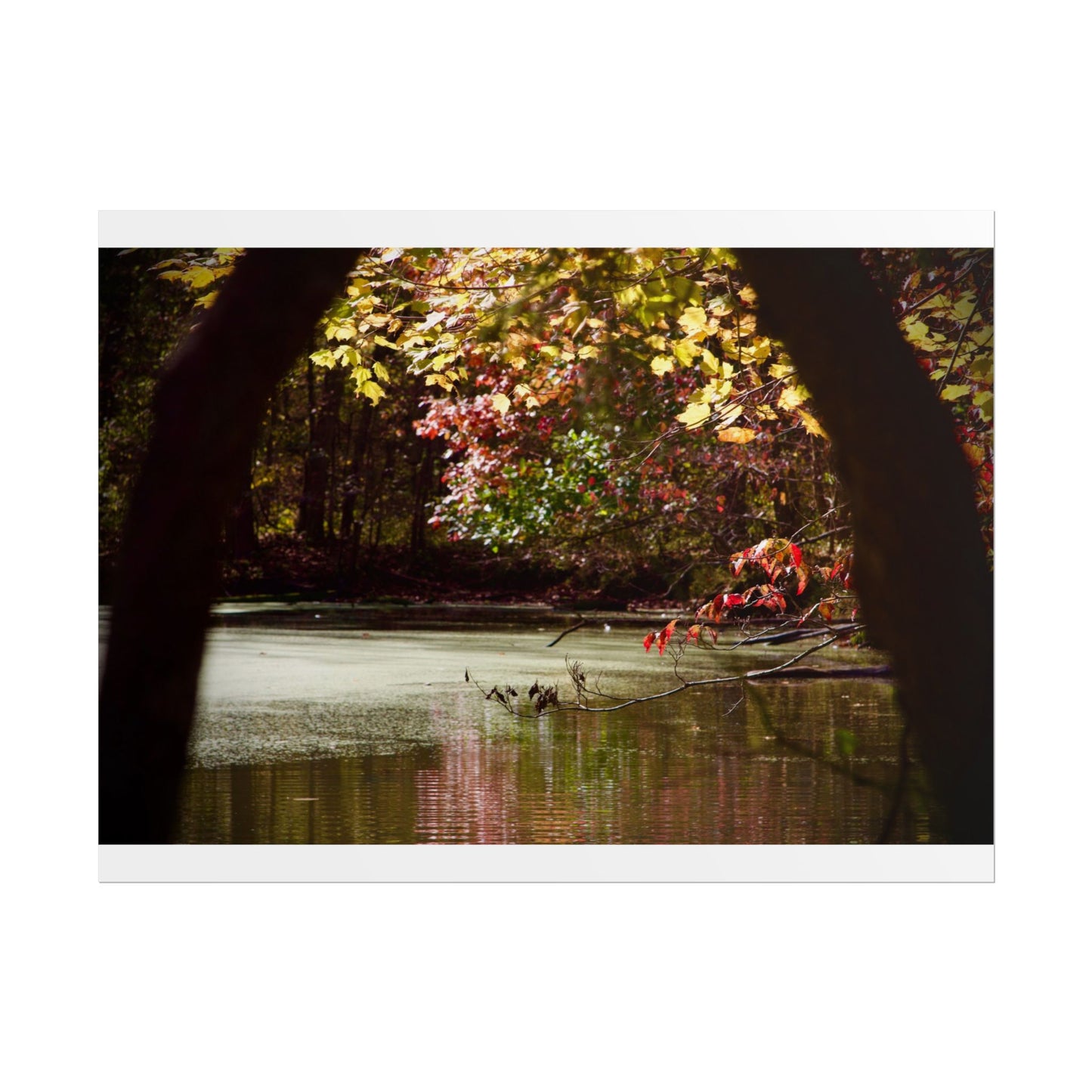 Autumn Fall Scene Photography Poster