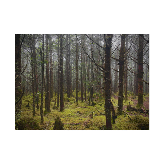 Foggy Forest Photography Poster