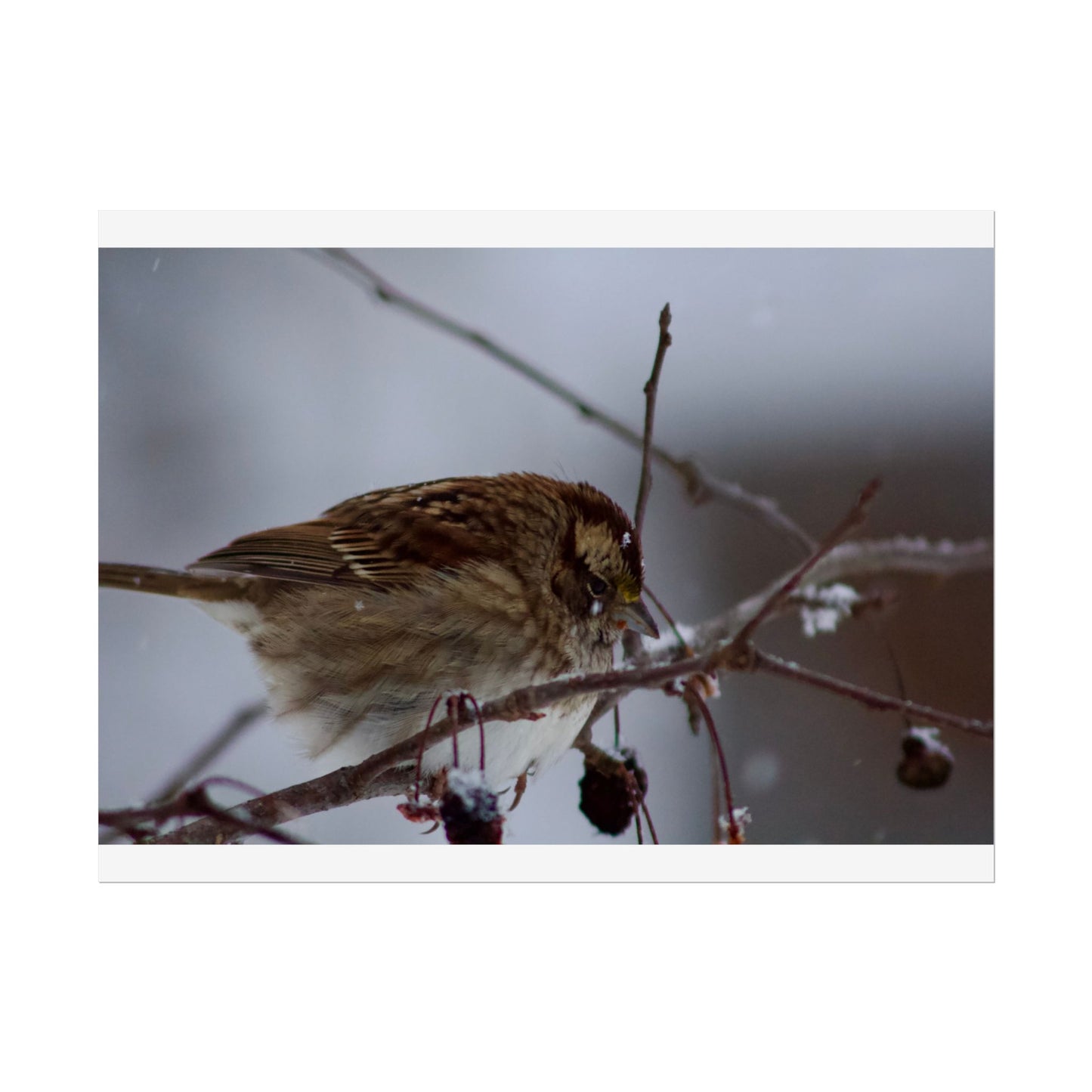 Winter Bird Photography Poster