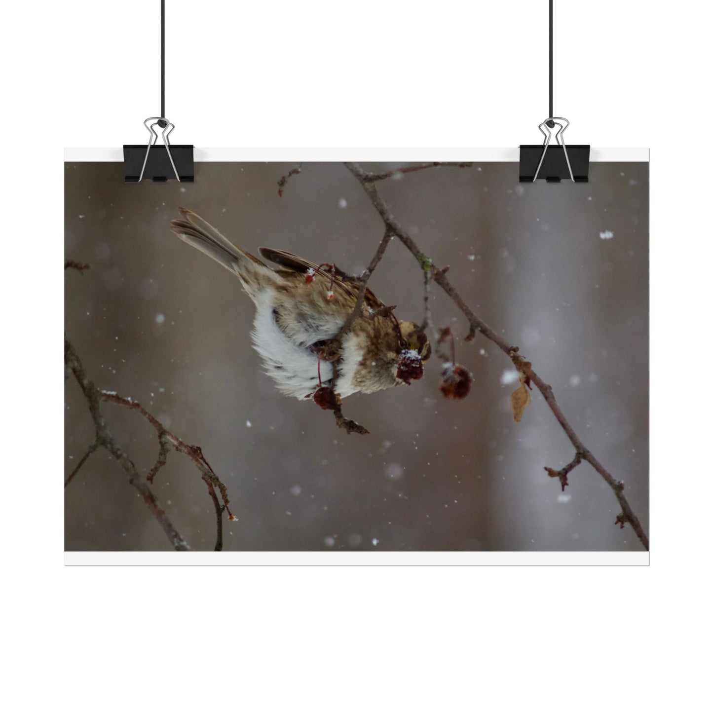 Winter Bird Photography Poster