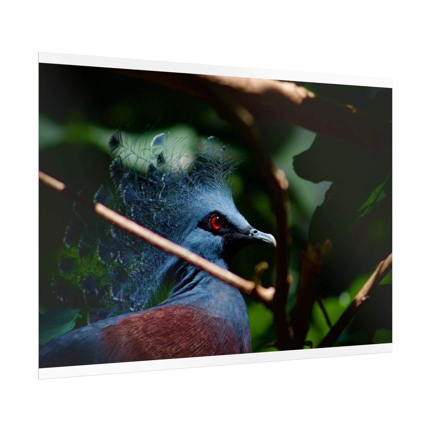 Tropical Bird Photography Poster