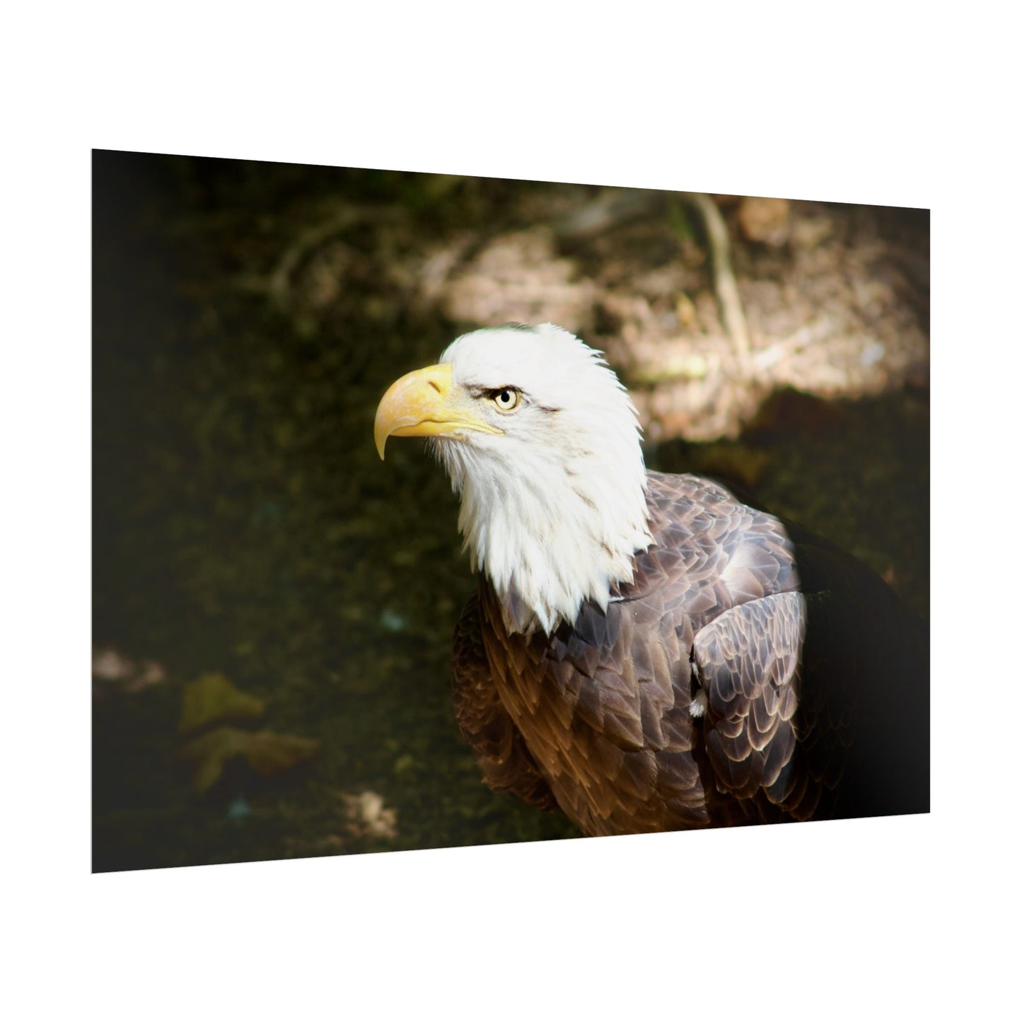 Eagle Photography Poster