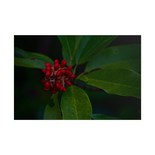 Berry Photography Poster