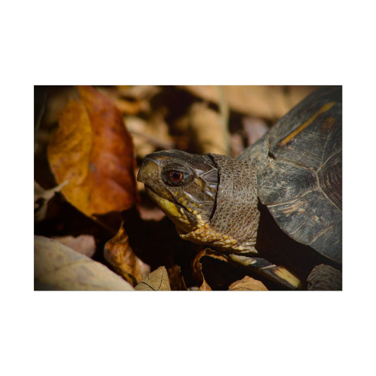 Box Turtle Photography Poster 2