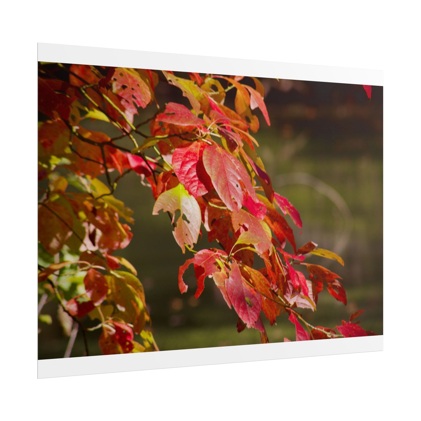 Autumn Tree Photography Poster
