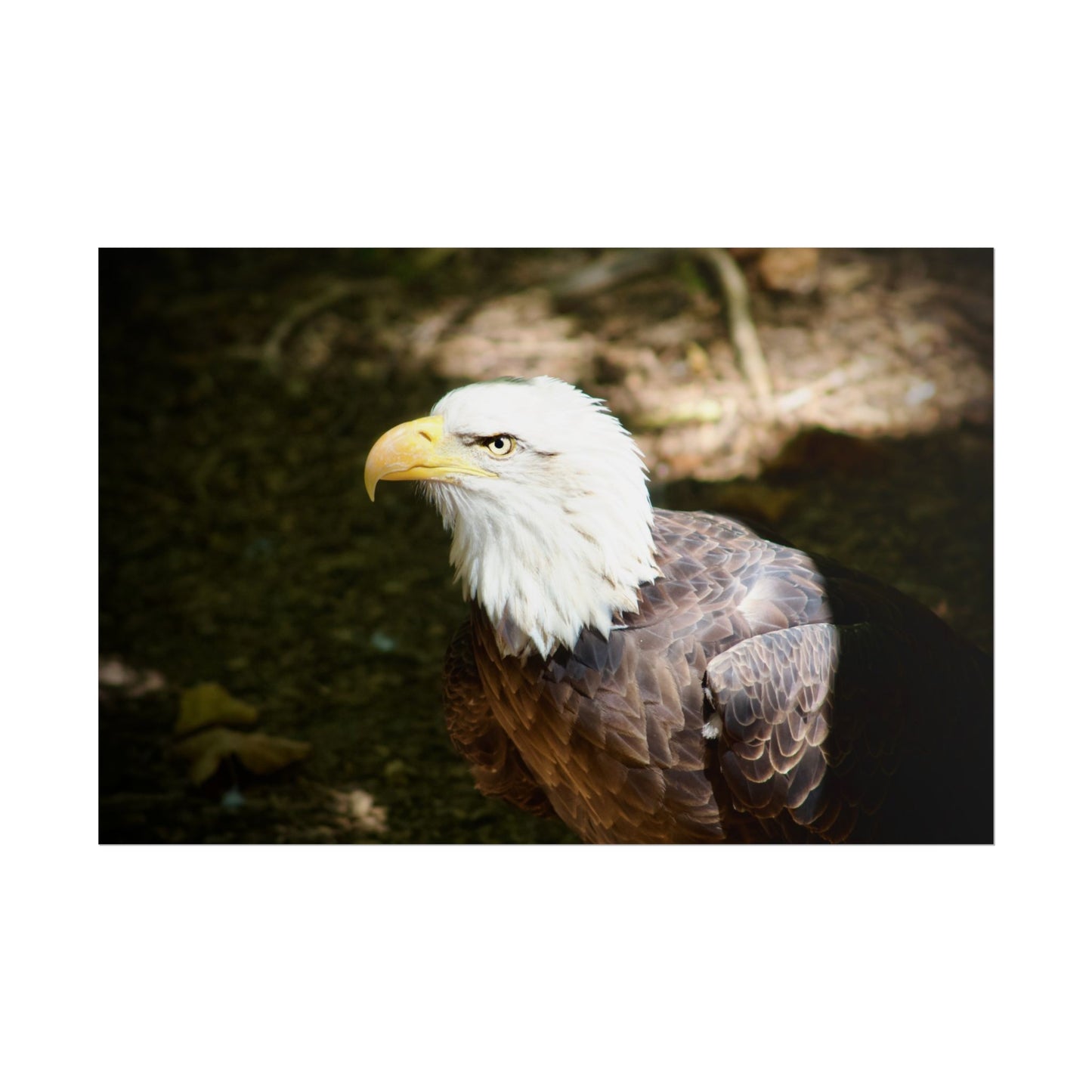 Eagle Photography Poster