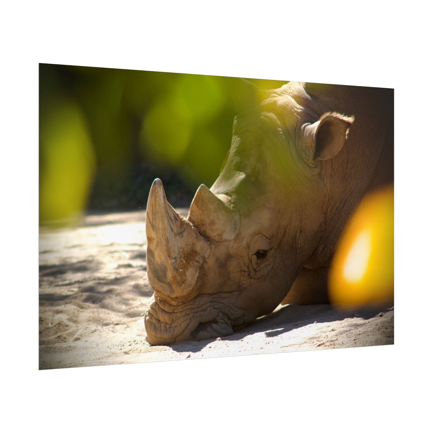 Rhino Photography Poster