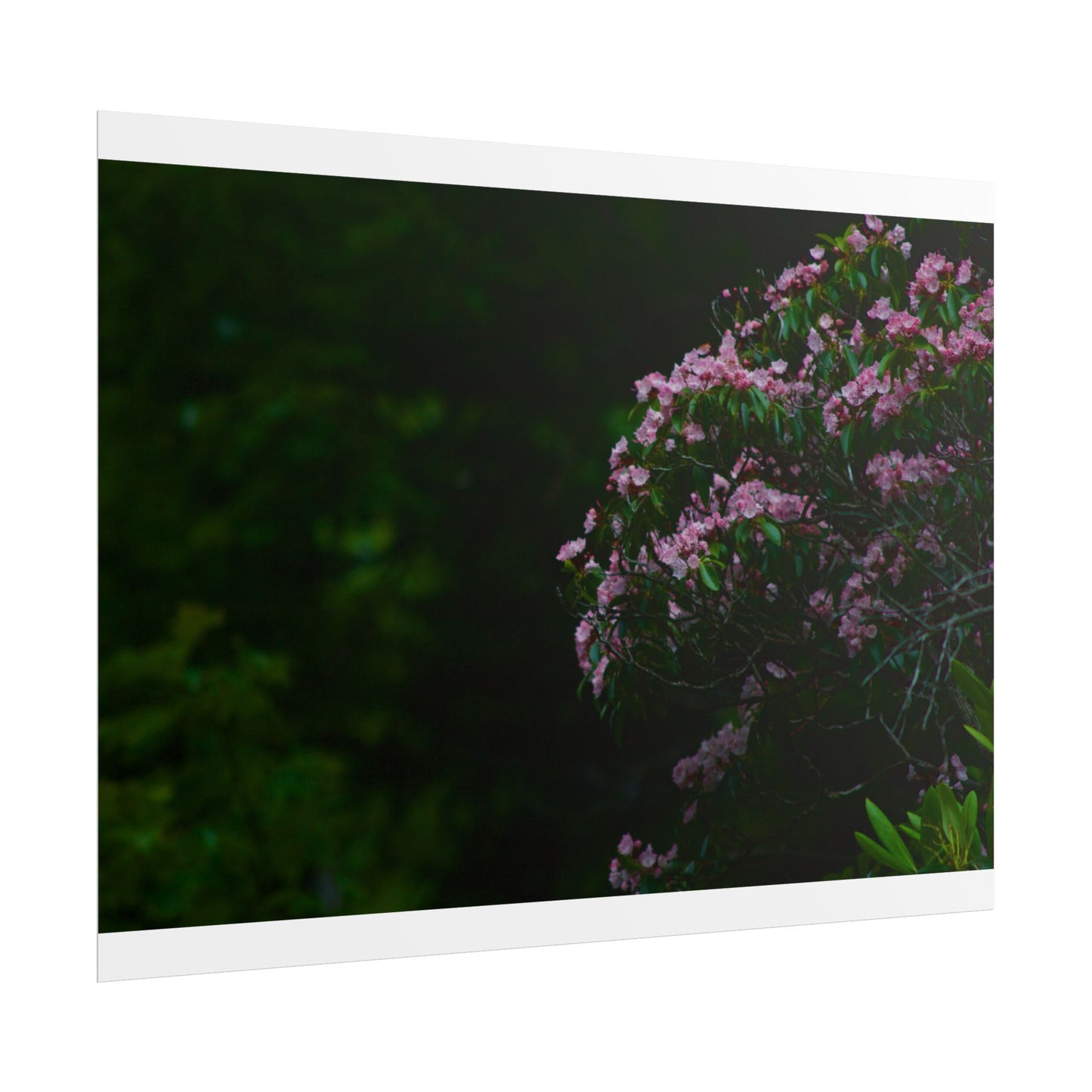 Floral Photography Poster