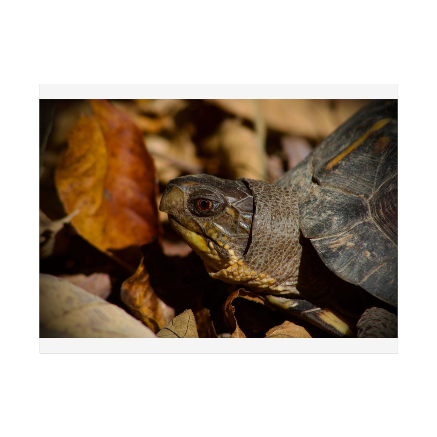 Box Turtle Photography Poster 2