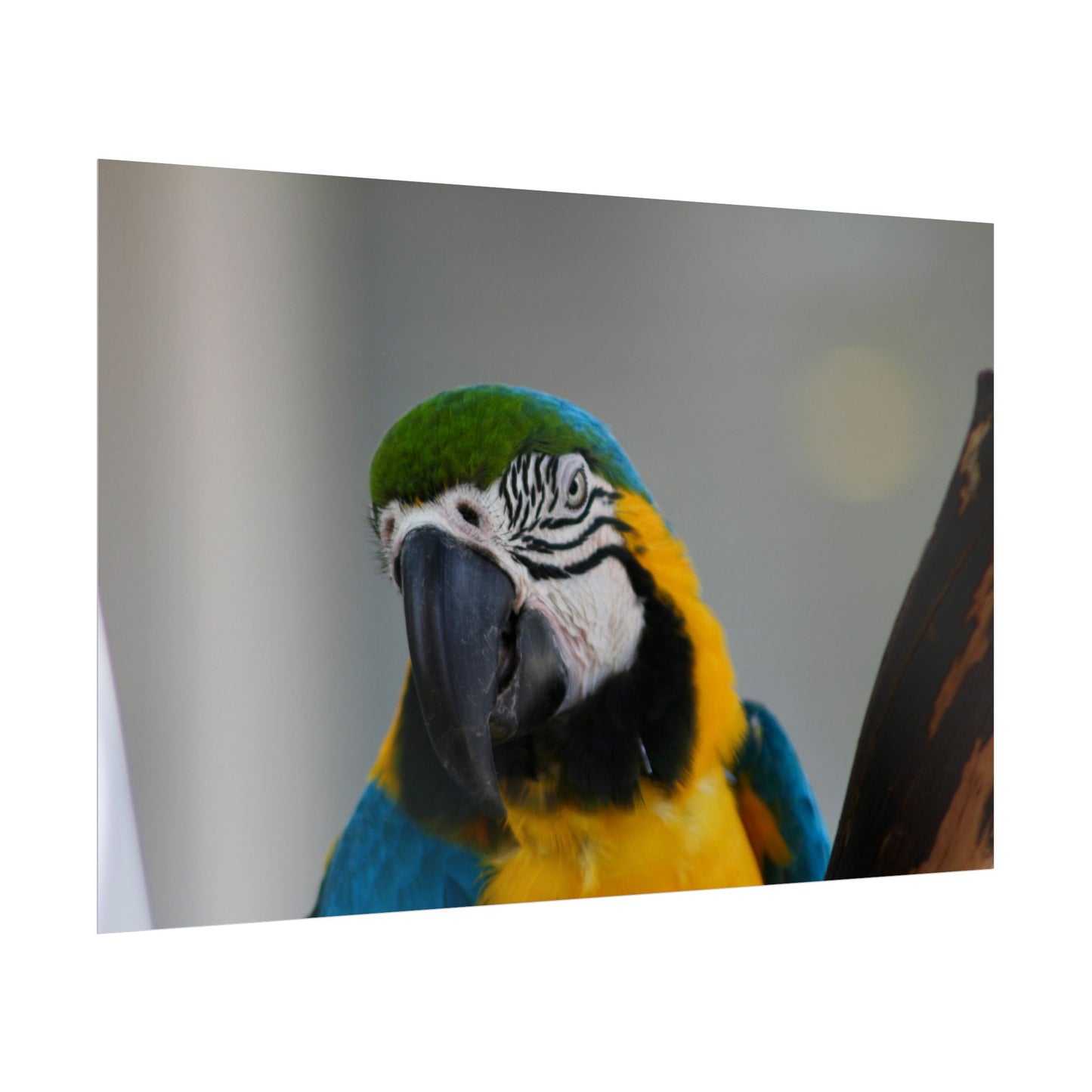 Parrot Photography Poster