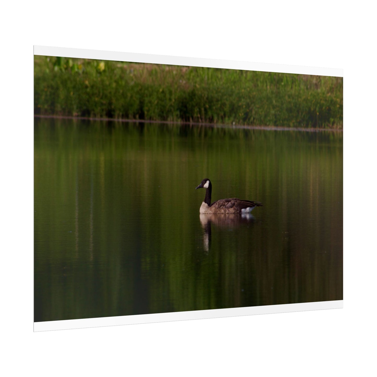 Goose Photography Poster