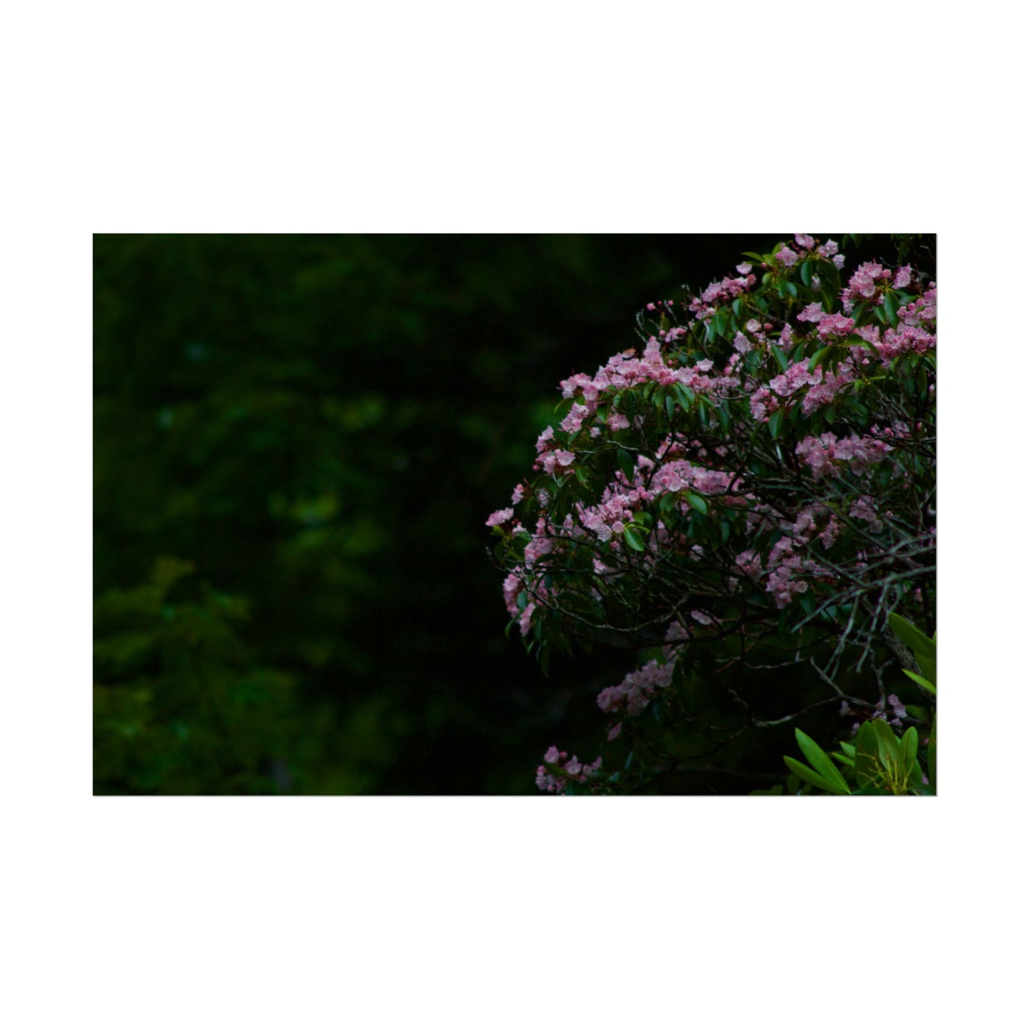 Floral Photography Poster