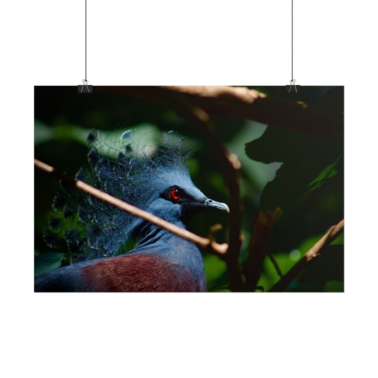 Tropical Bird Photography Poster