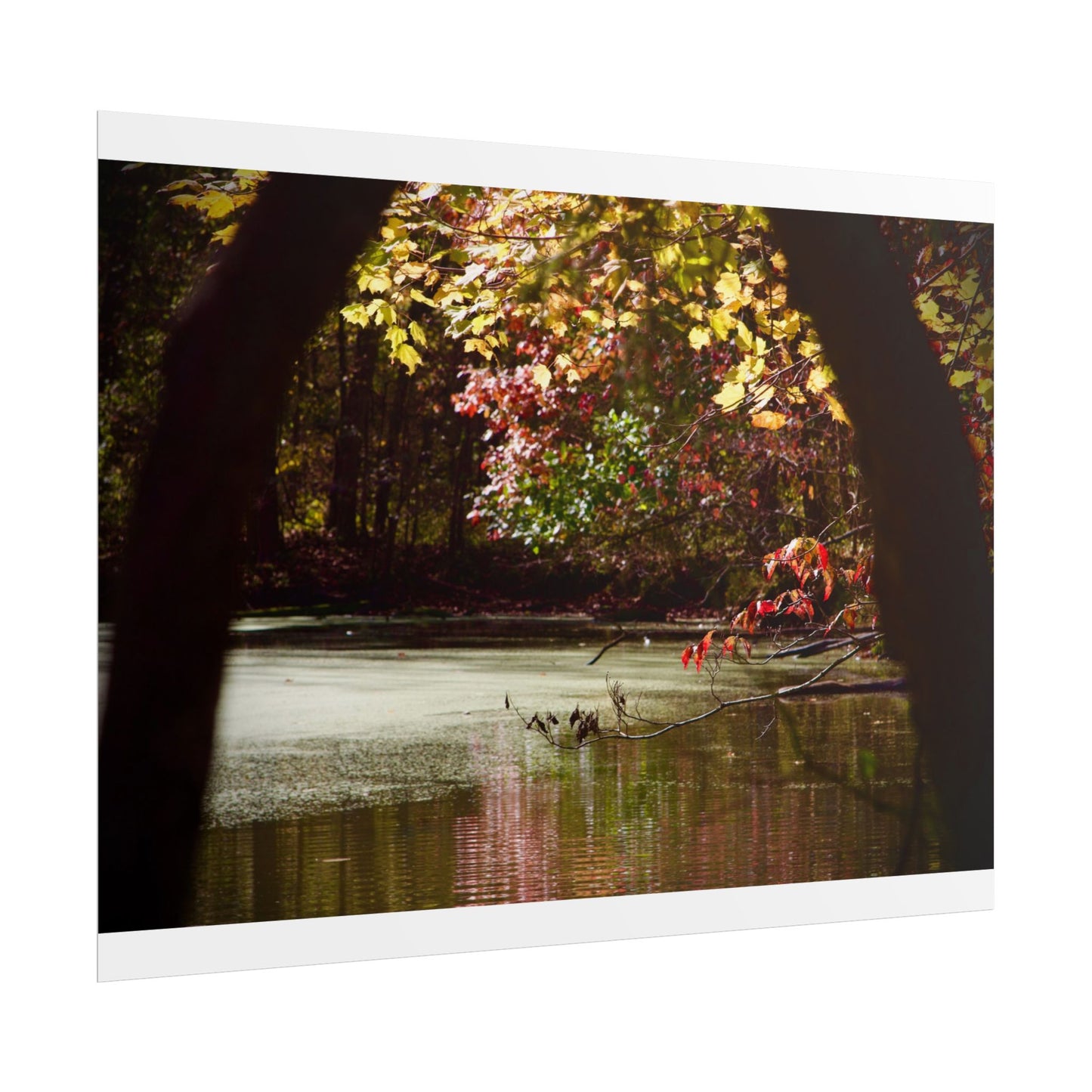 Autumn Fall Scene Photography Poster