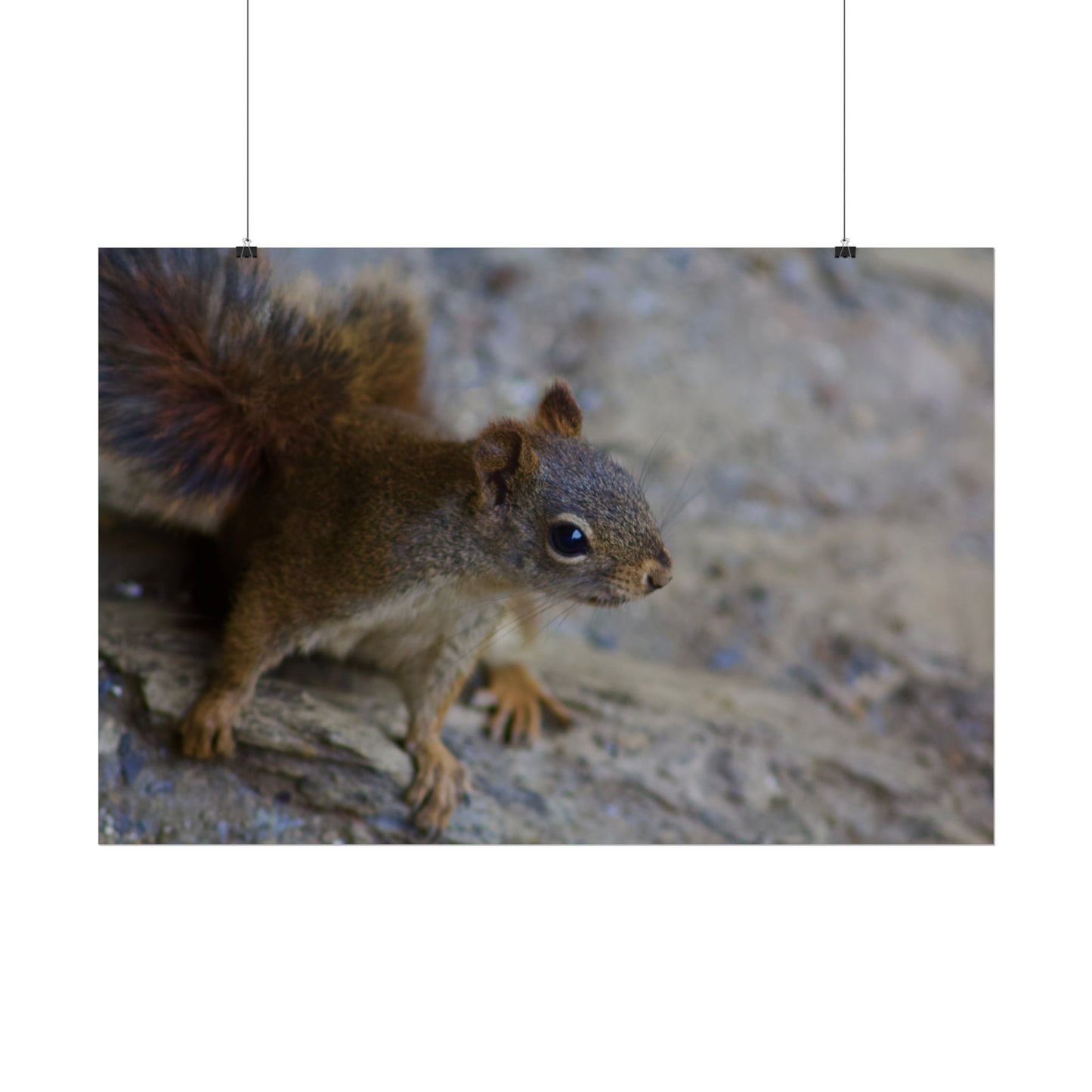 Squirrel Photography Poster