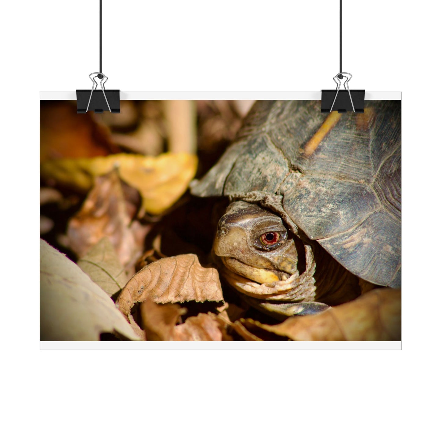 Box Turtle Photography Poster