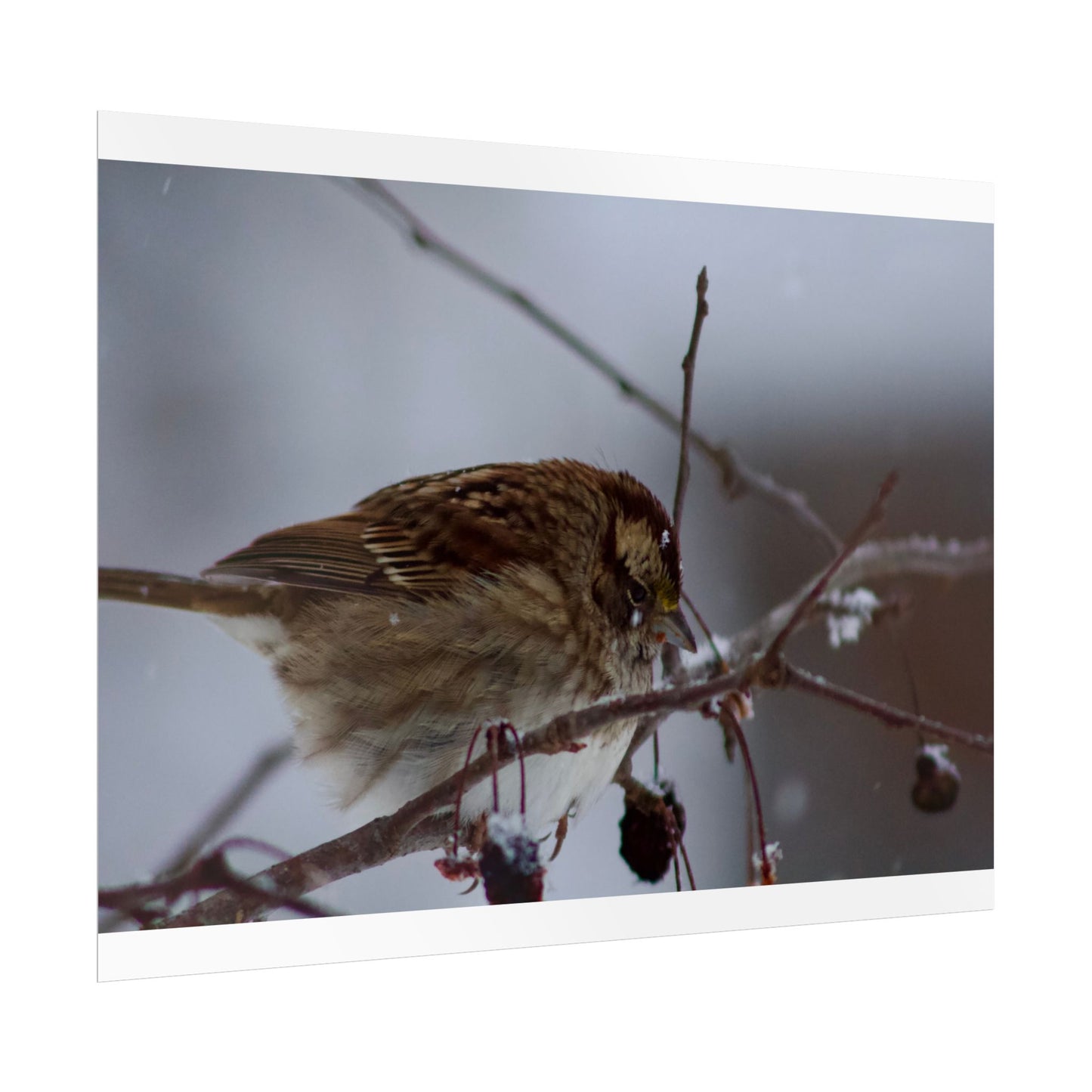 Winter Bird Photography Poster
