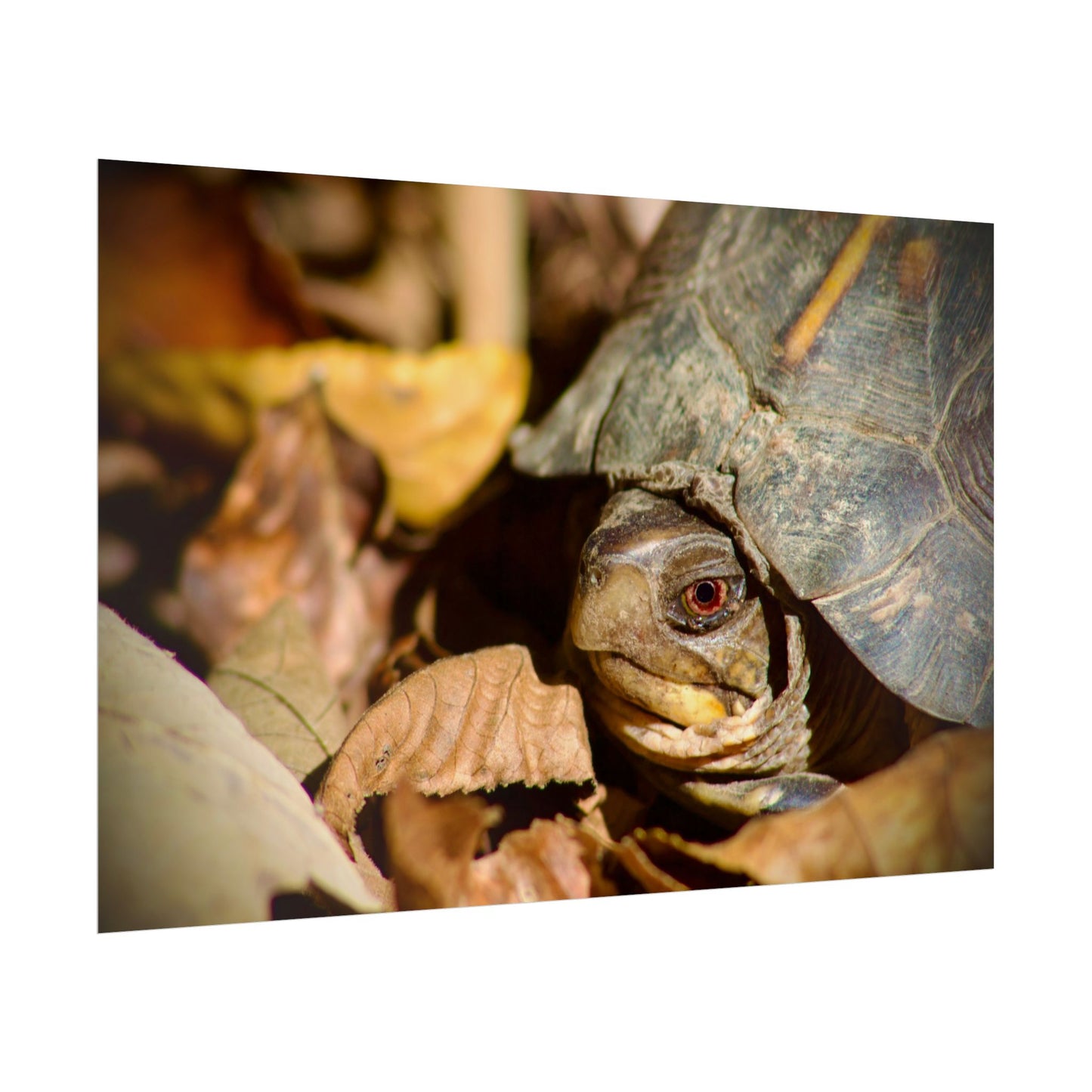 Box Turtle Photography Poster