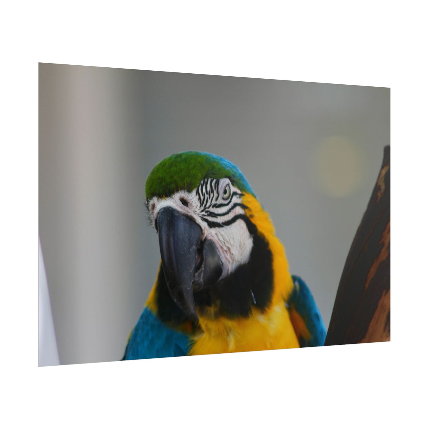 Parrot Photography Poster