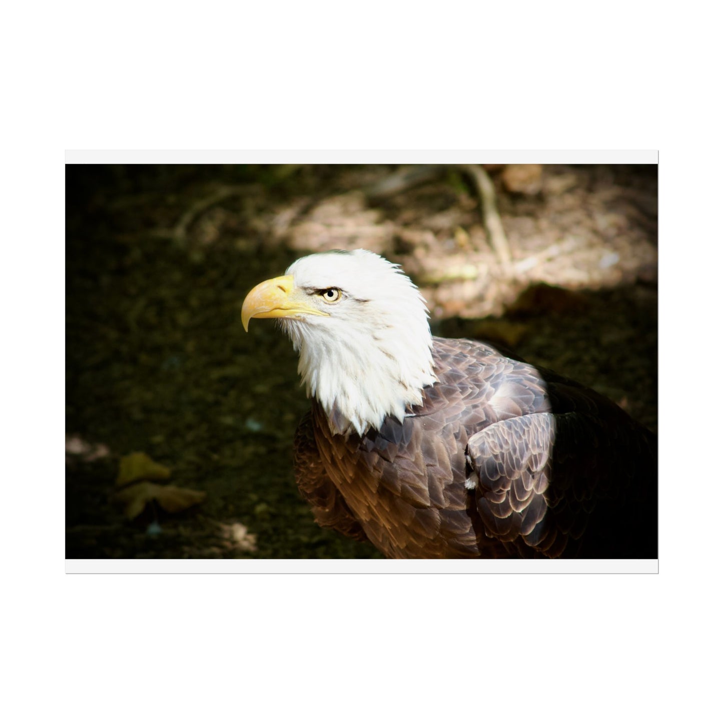 Eagle Photography Poster