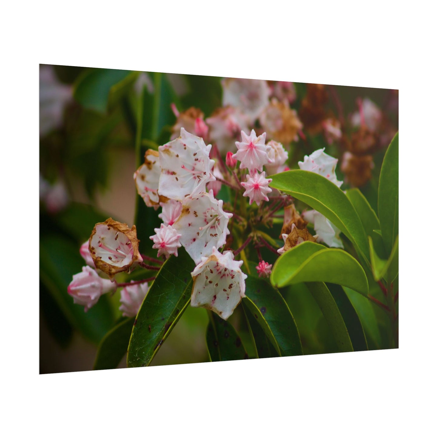 Flowers Photography Poster