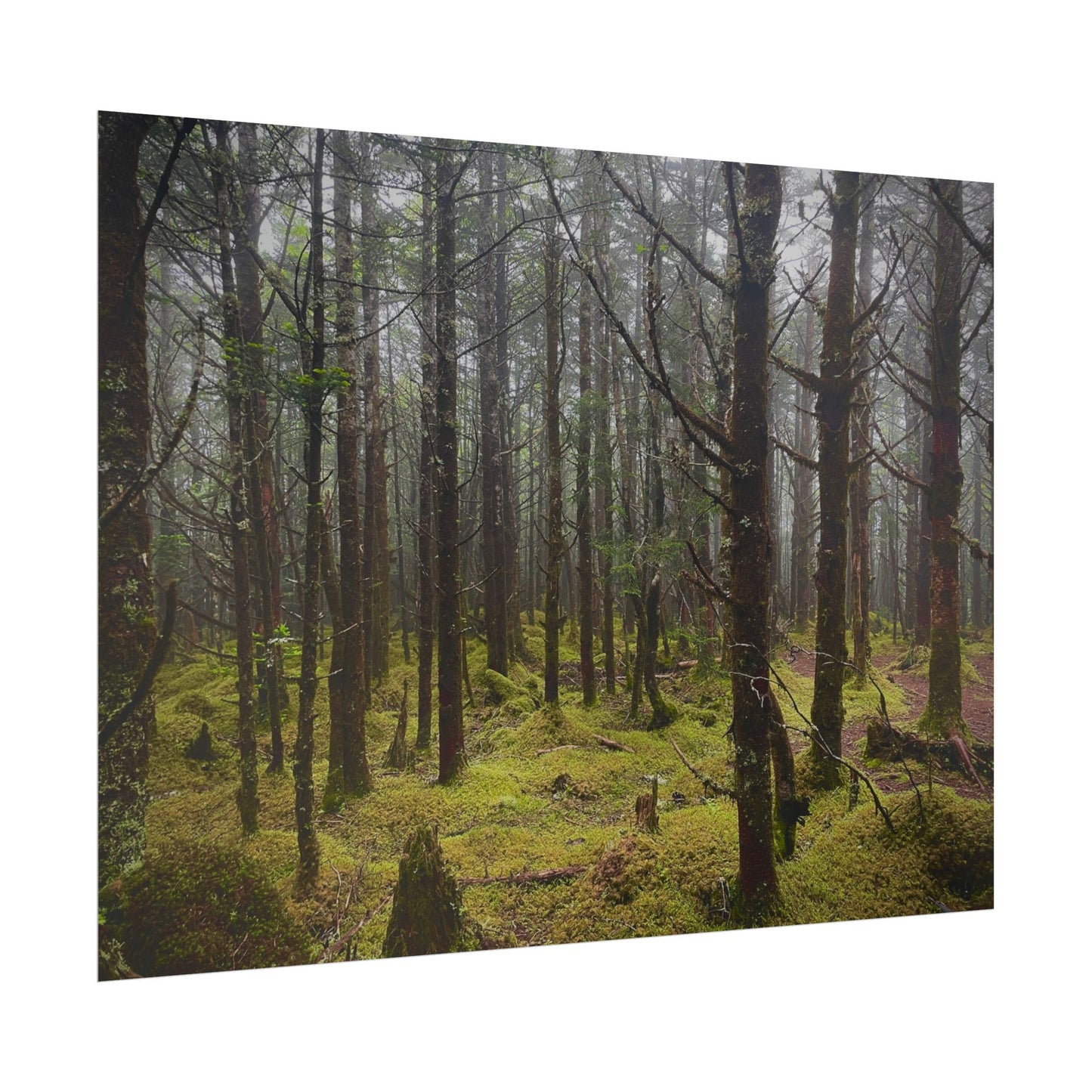 Foggy Forest Photography Poster