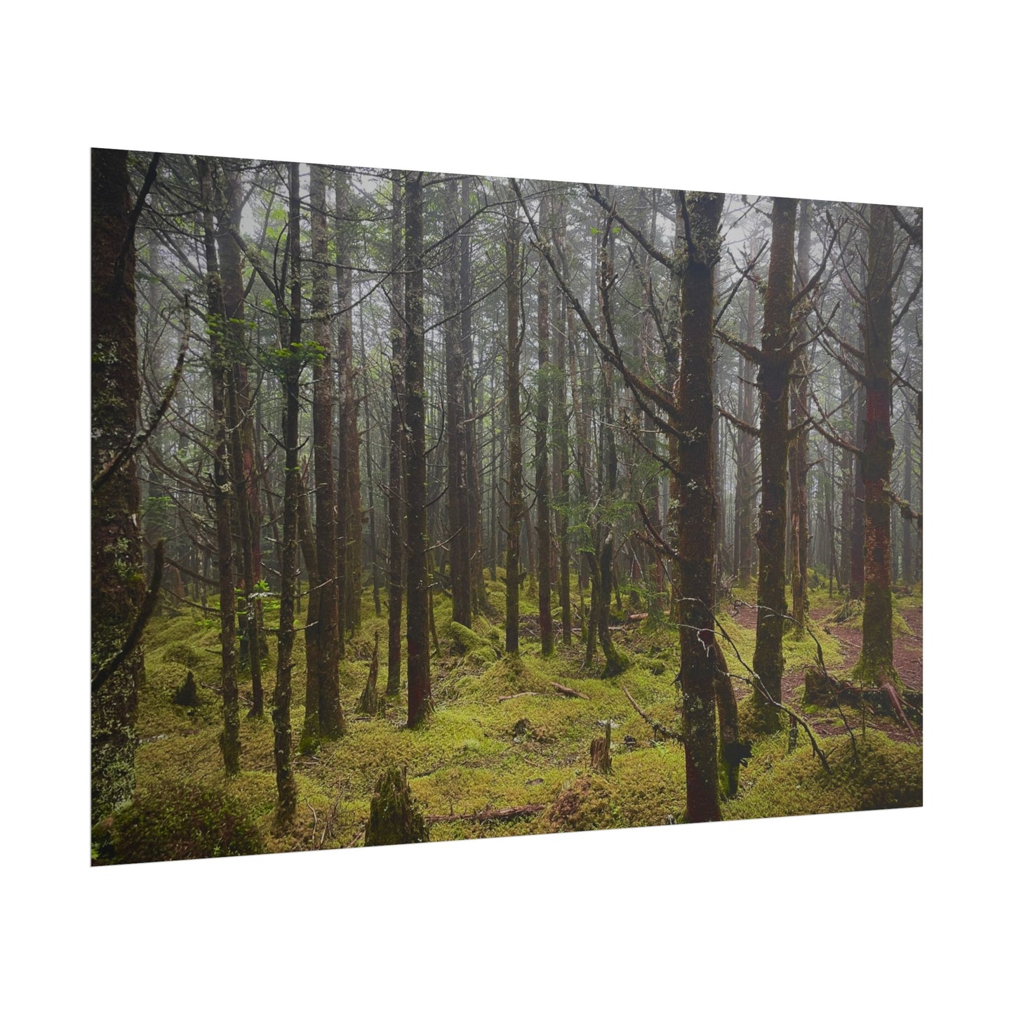 Foggy Forest Photography Poster