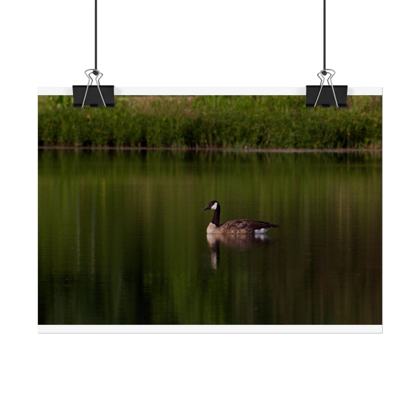 Goose Photography Poster