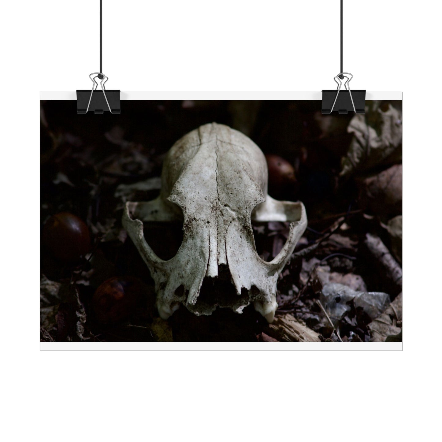 Animal Skull Photography Poster