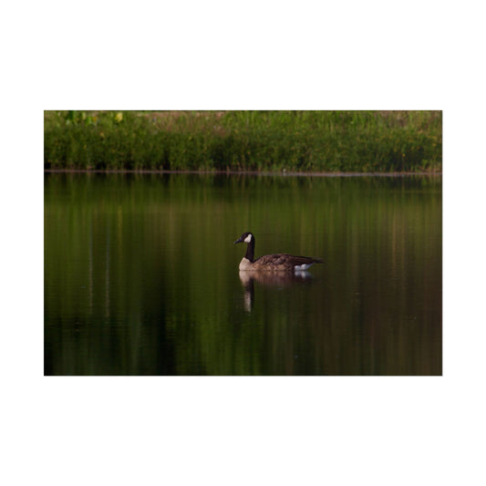 Goose Photography Poster