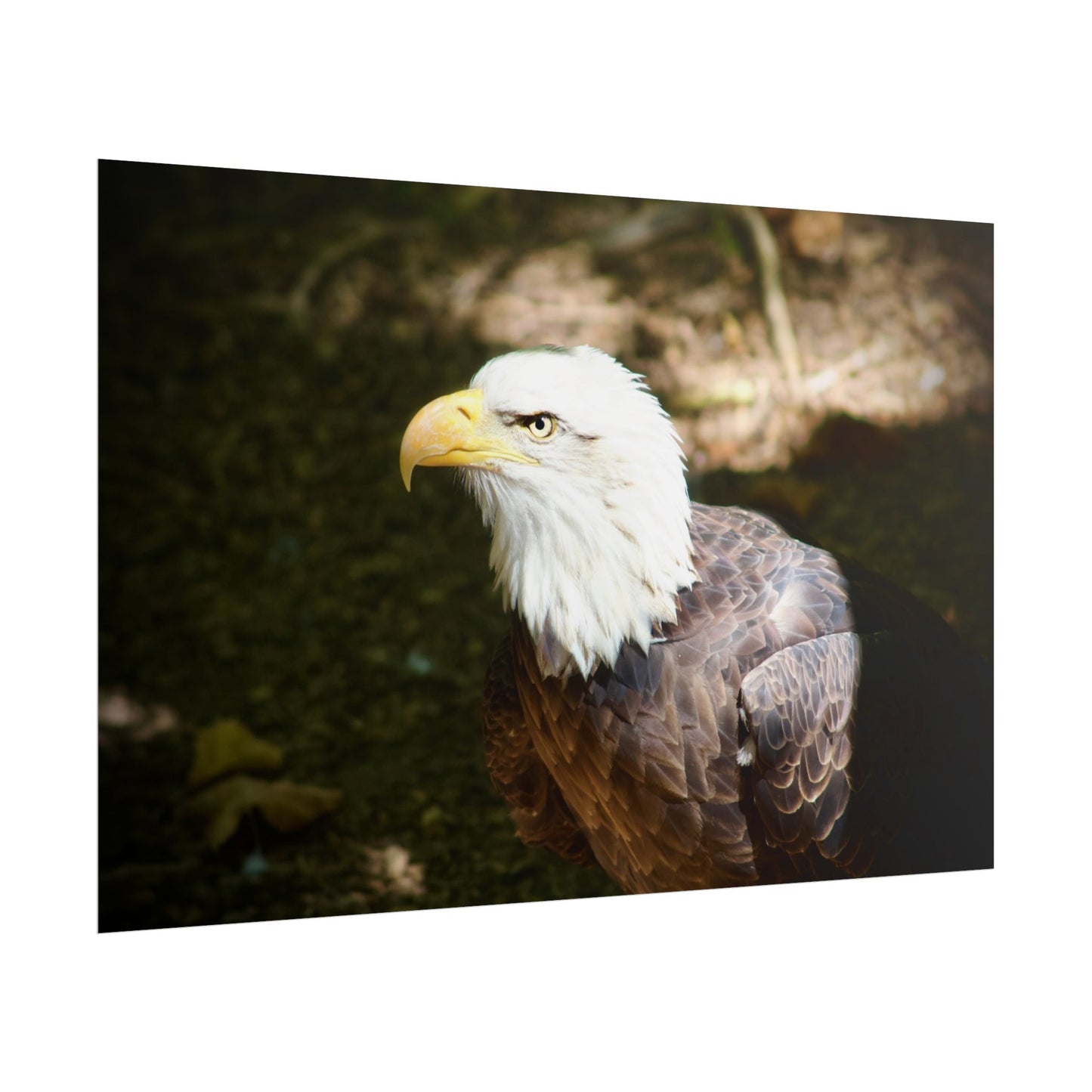 Eagle Photography Poster