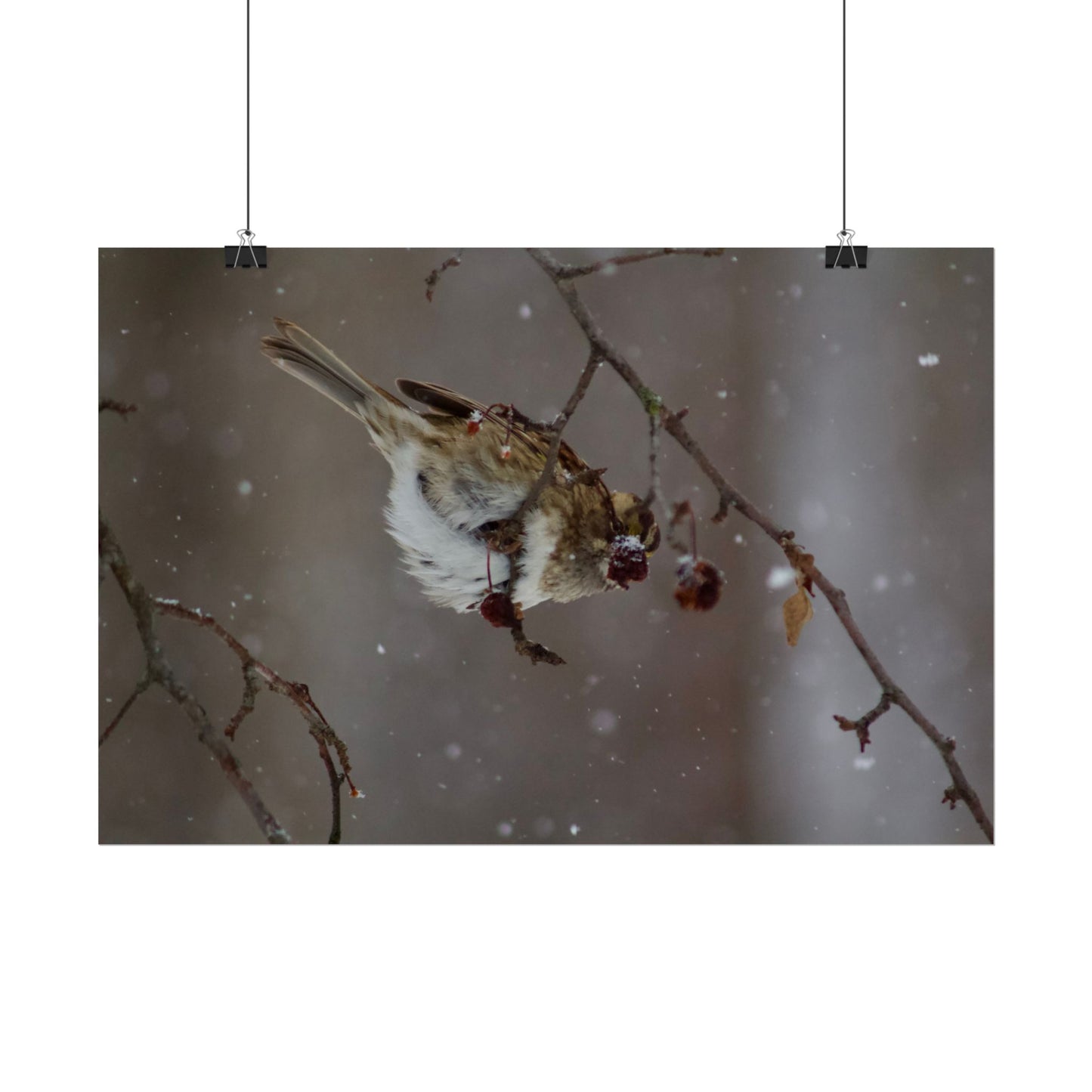Winter Bird Photography Poster