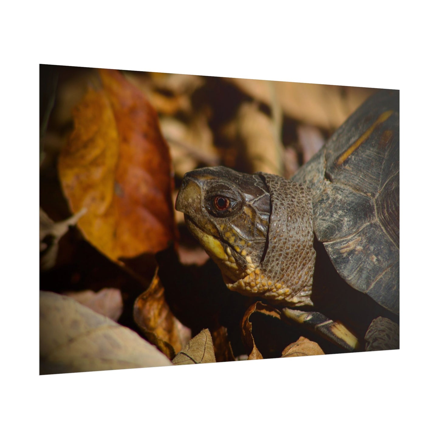 Box Turtle Photography Poster 2