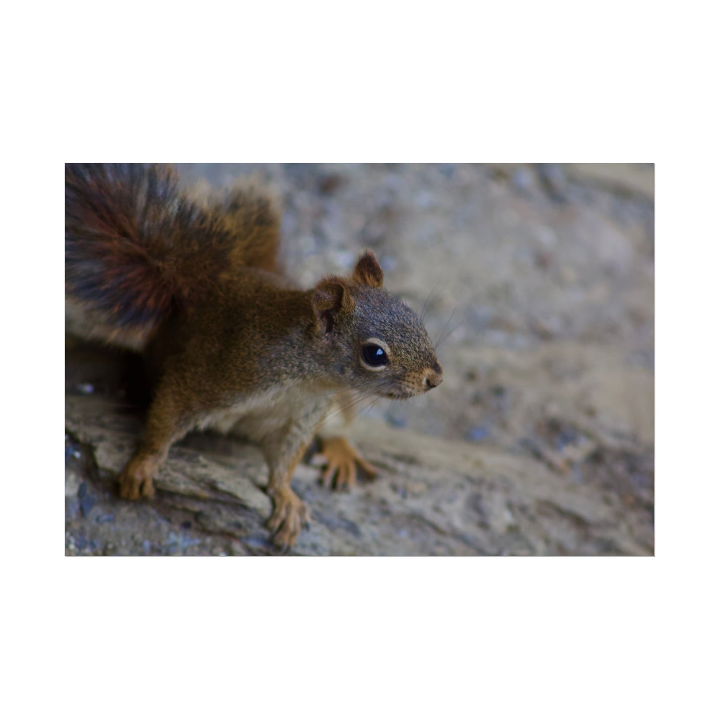 Squirrel Photography Poster