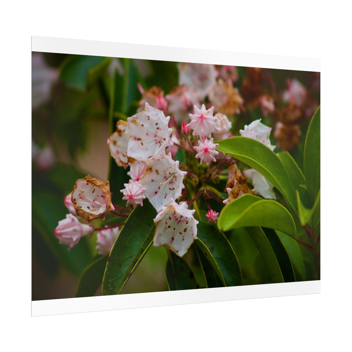 Flowers Photography Poster