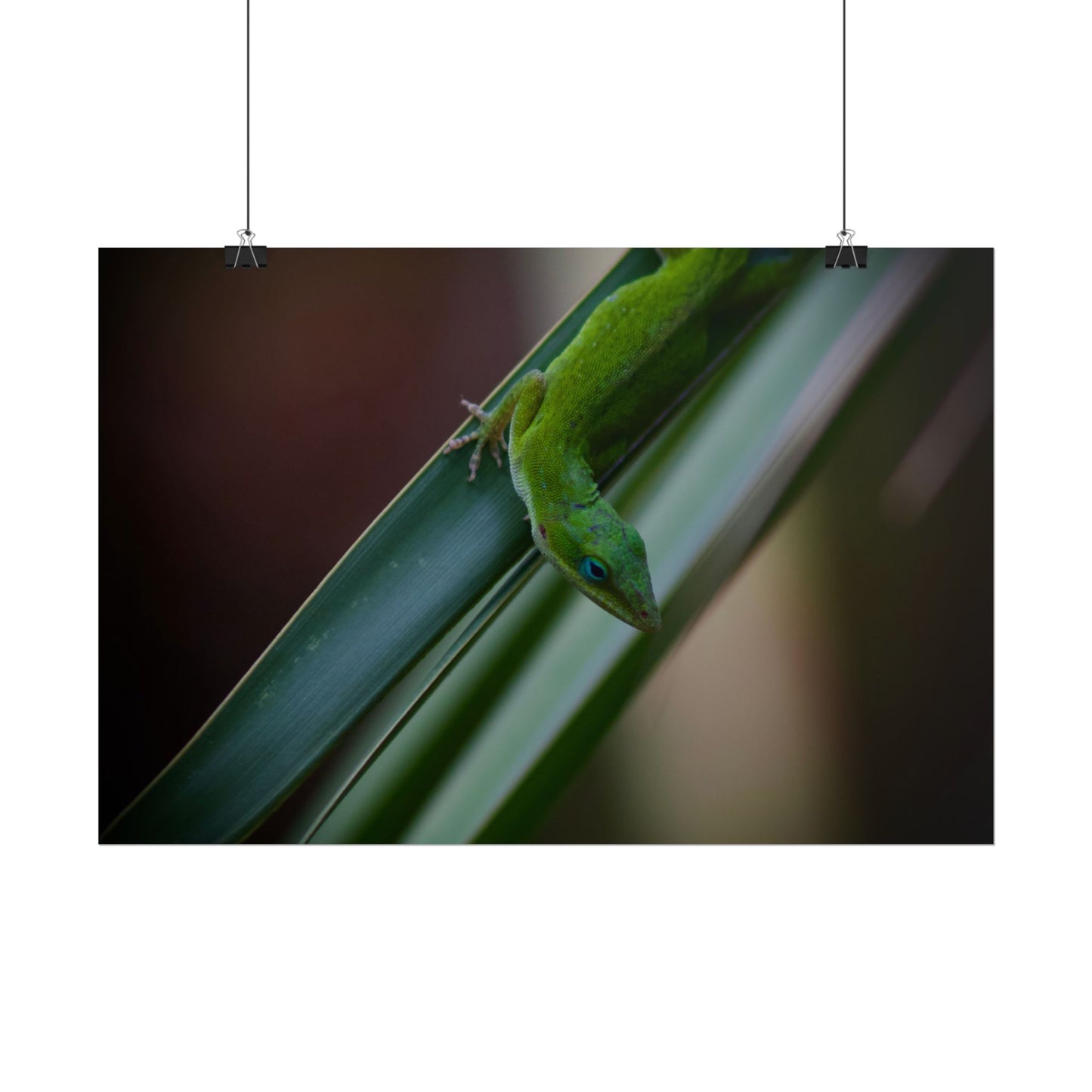 Green Anole Photography Poster