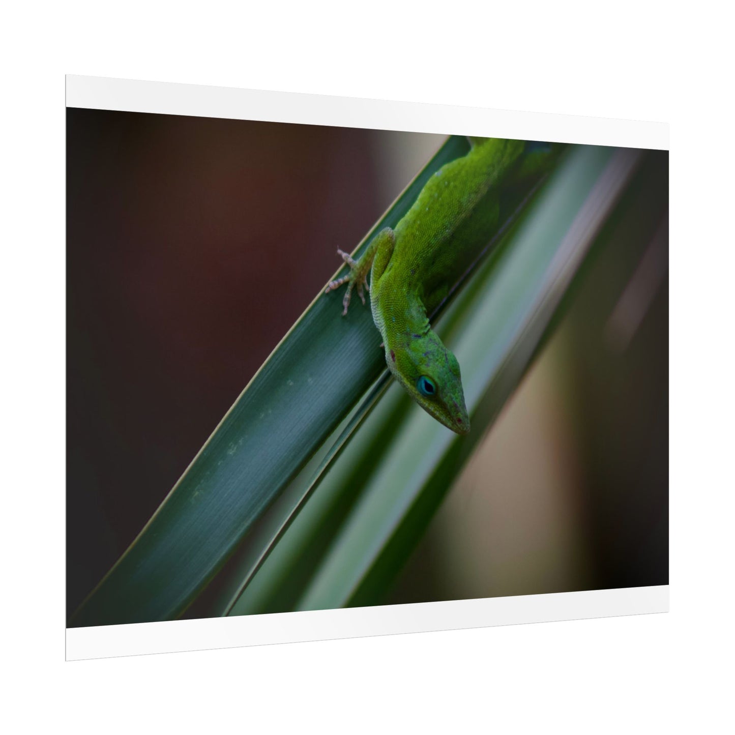 Green Anole Photography Poster